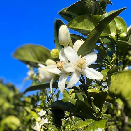 Rosa Do Canto Monte  エクステリア 写真