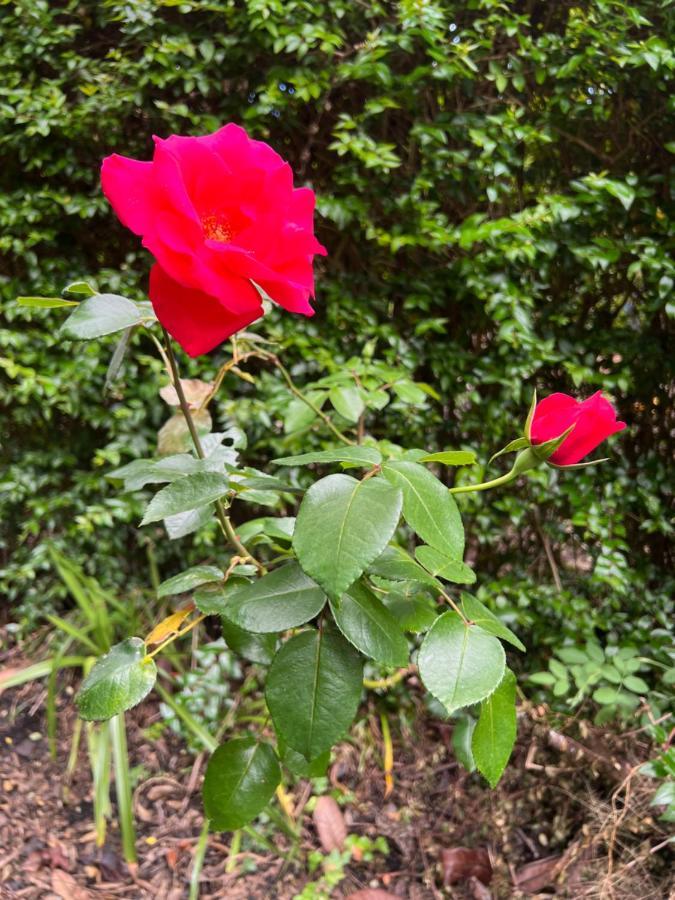 Rosa Do Canto Monte  エクステリア 写真