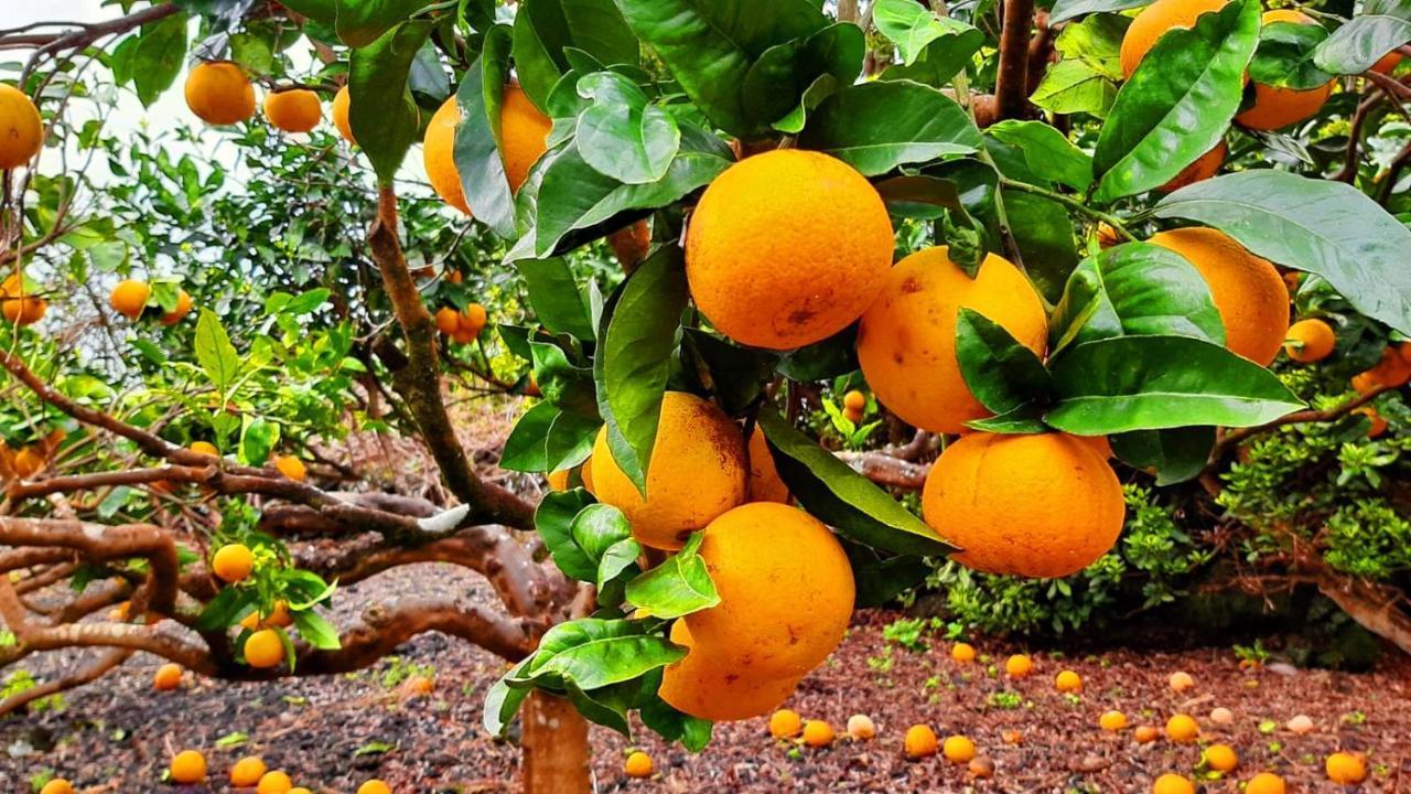 Rosa Do Canto Monte  エクステリア 写真